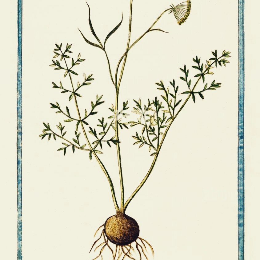 🌿✨ Rose &amp; Rue: Where Black Herbalism Meets Iranian Traditional Medicine ✨🌿

At The Salamati Centre, we trace the threads of care that connect communities across geographies. In Black herbalism and Iranian traditional medicine, we find two disti