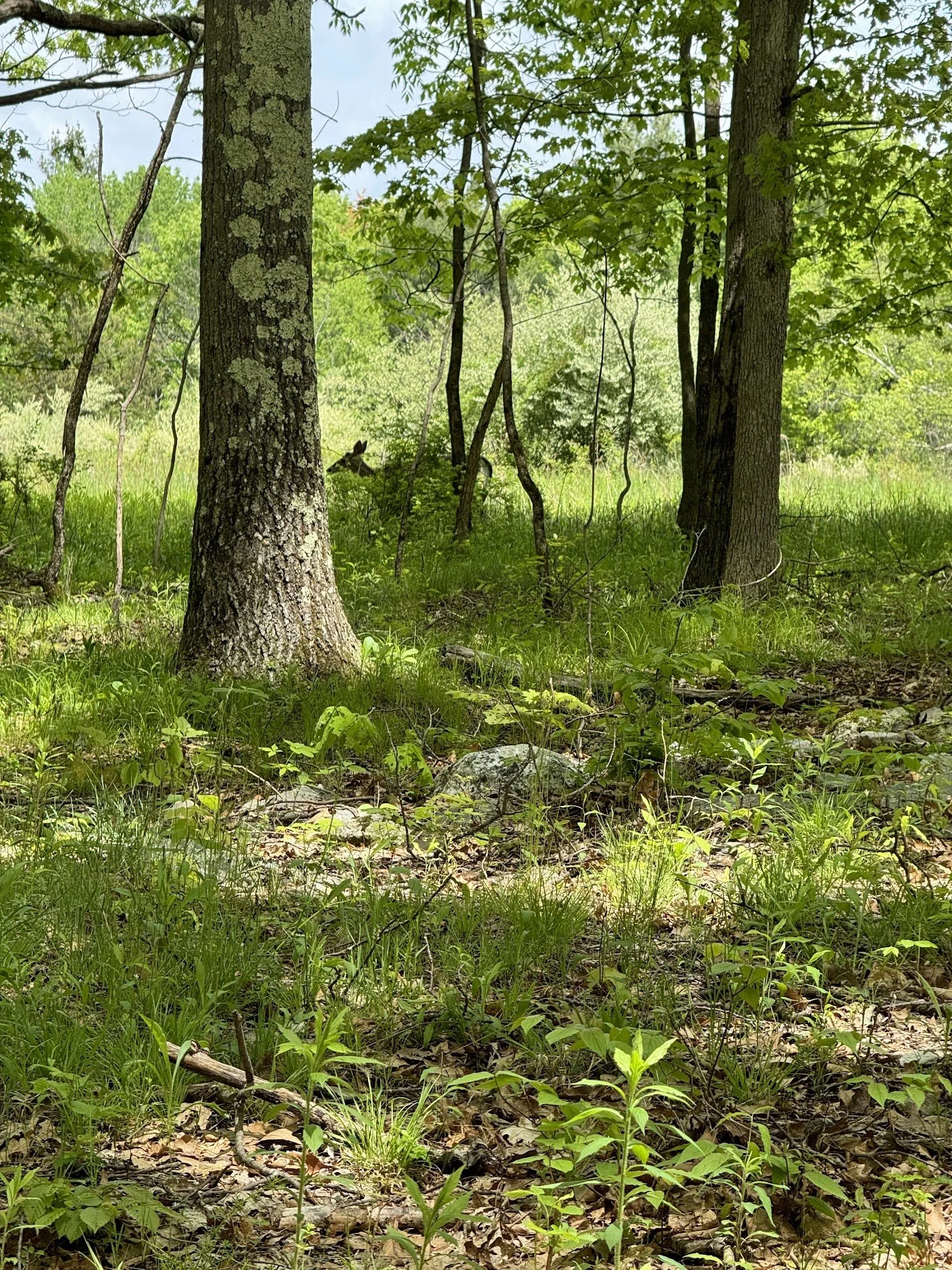 Deer Scouting 101
