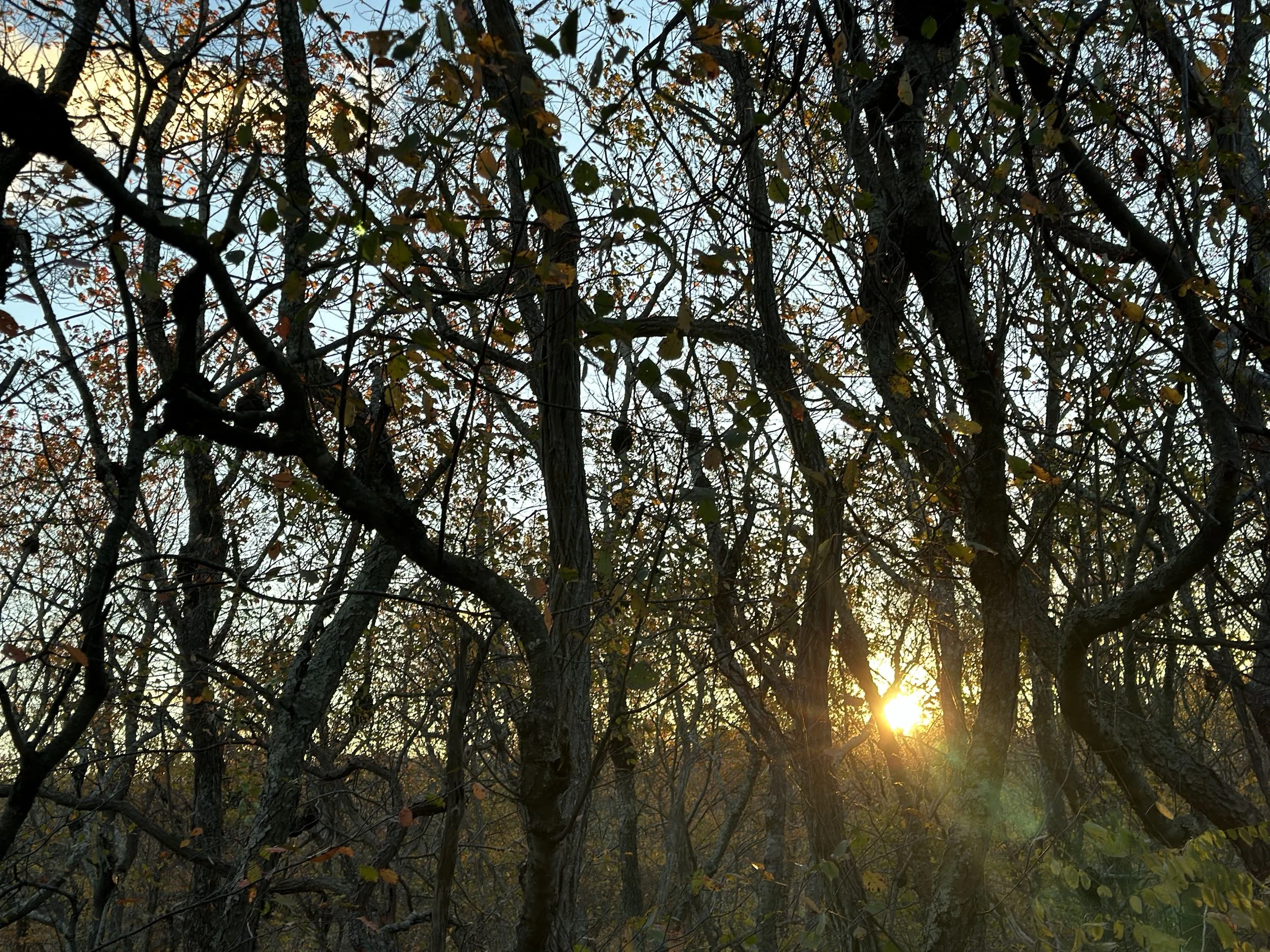 Firearm Antlerless Deer Hunt