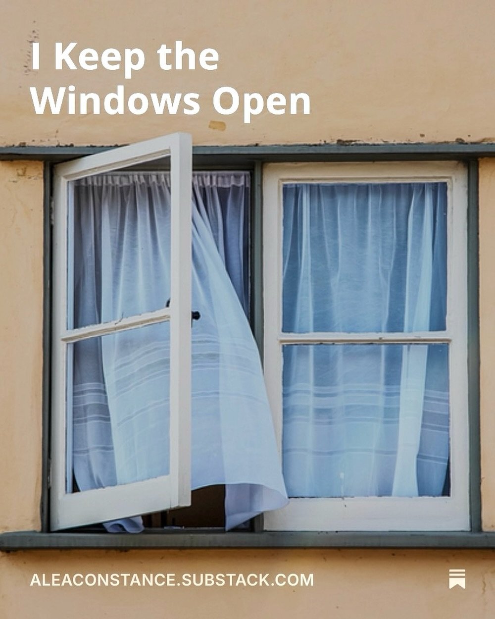 New post about my cat running away NYE up on my substack, link in bio 😿💔