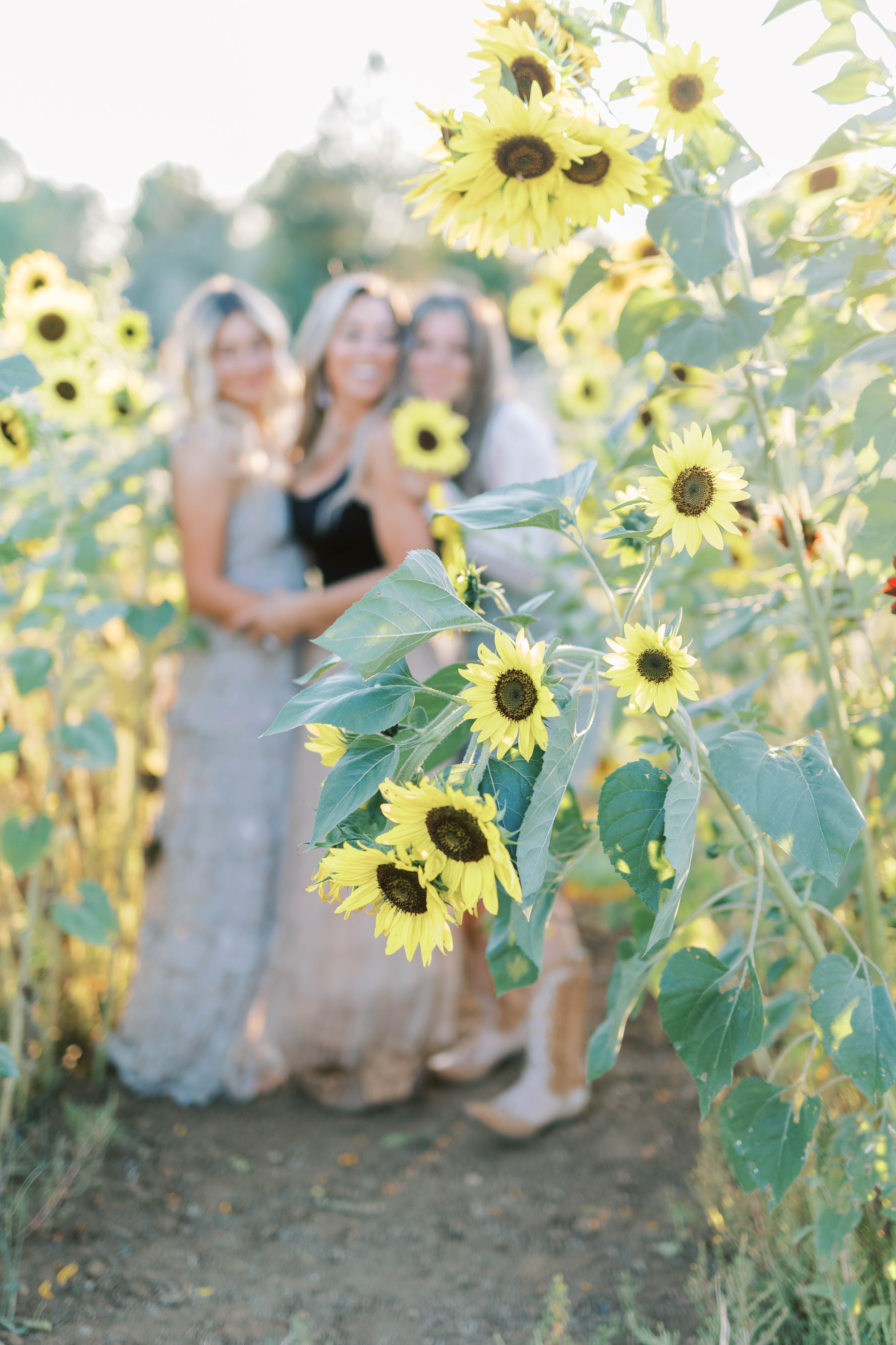 Three women standing in a sunflower field with one woman holding a sunflower, in soft focus with the flowers in sharp focus in the foreground. Family photography in Medford, Oregon.