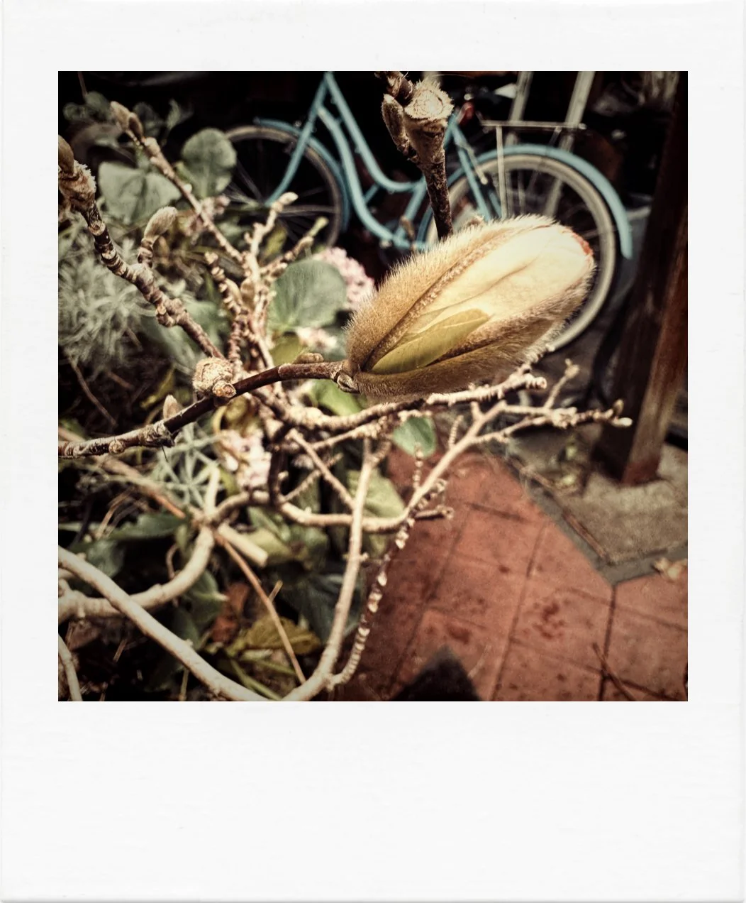 The Beauty of a Magnolia