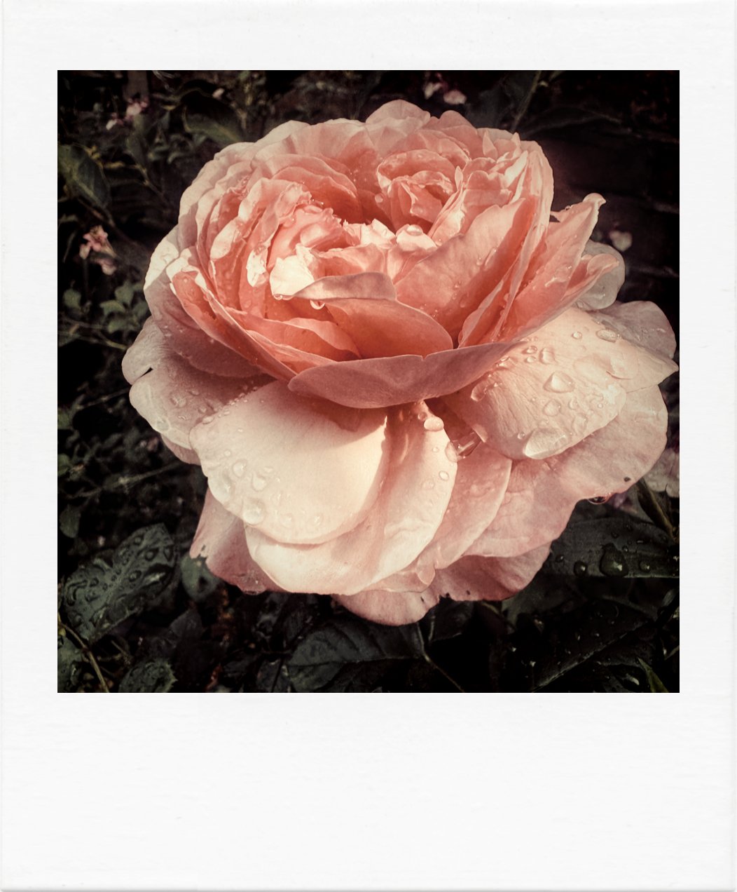 And she wept.