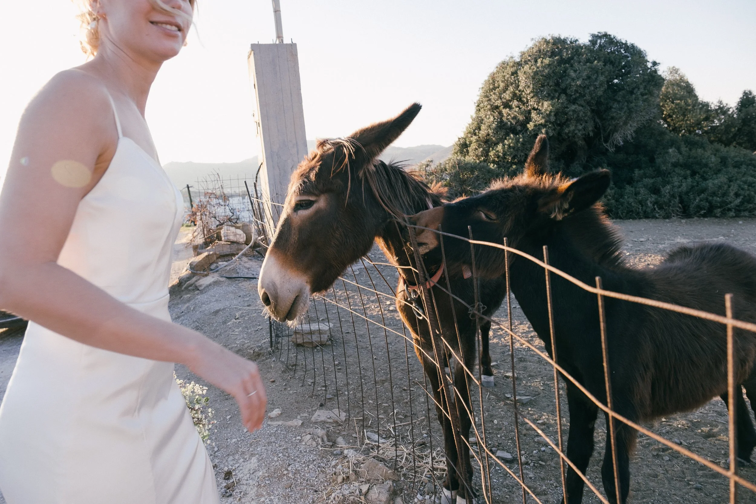 A woman in a white dress petting two donkeys behind a wire fence outdoors during sunset.