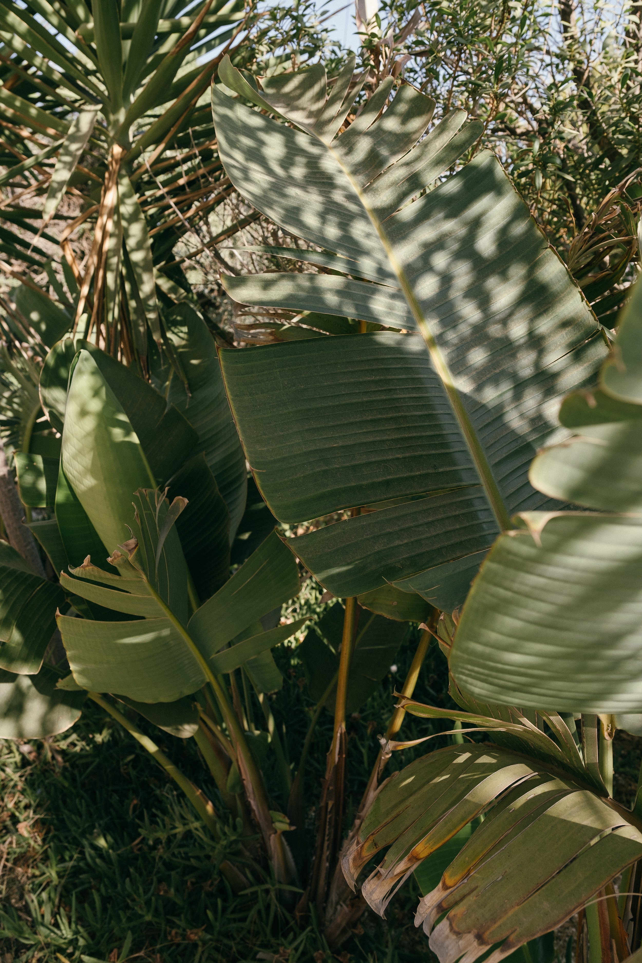 Close-up of lush green tropical banana leaves with sunlight filtering through.