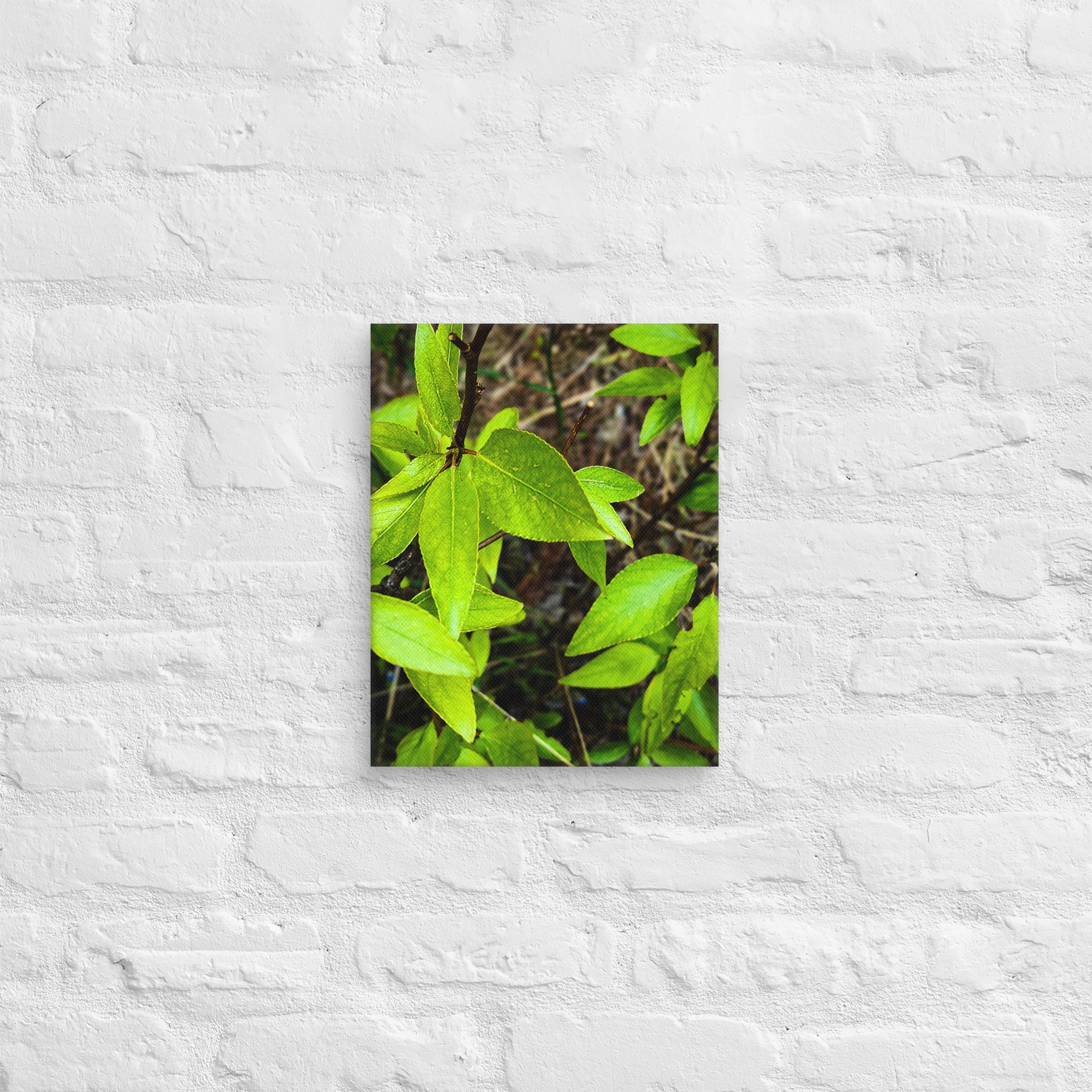 canvas-(in)-11x14-front-682a708676ff3.jpg