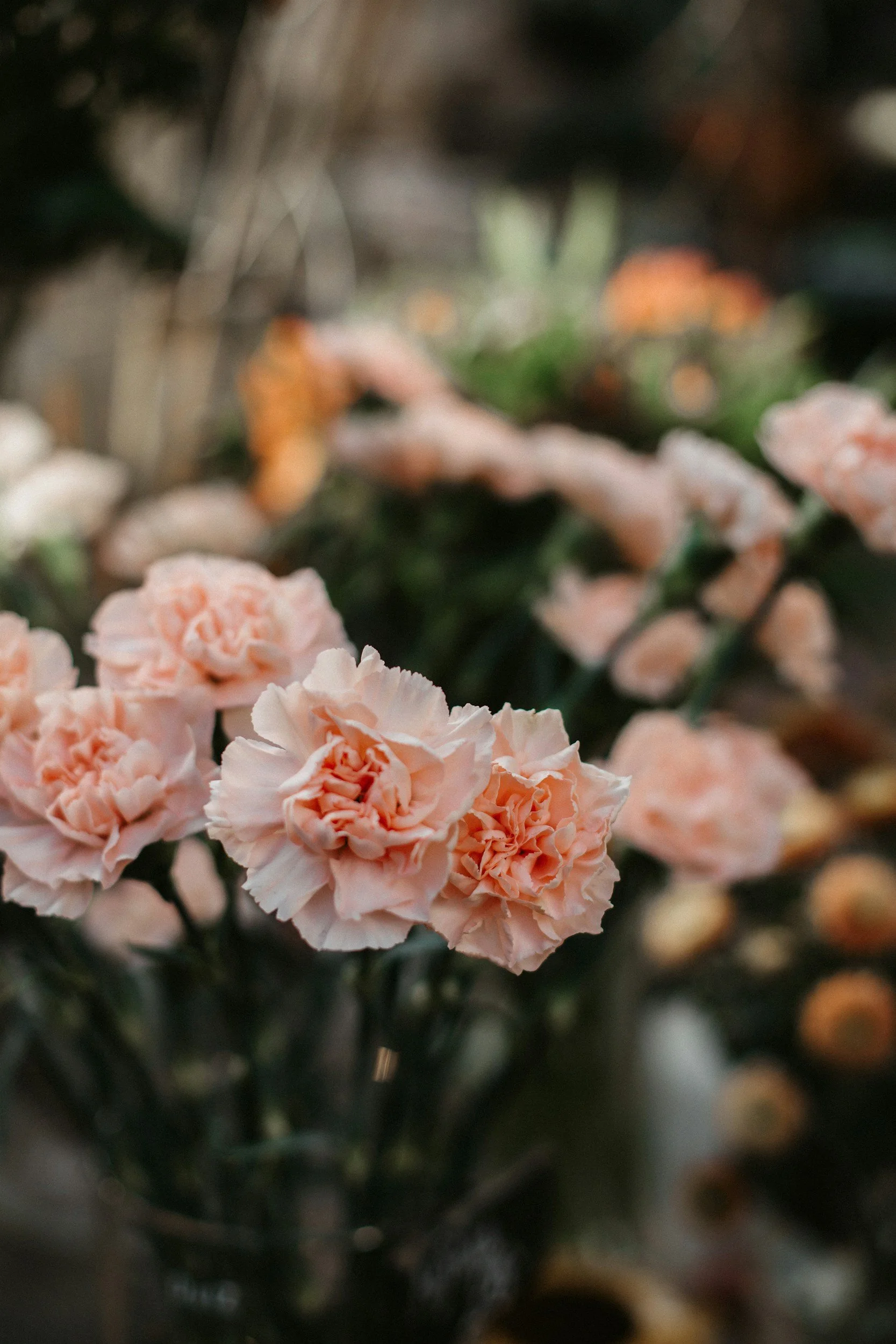 Wheat Ridge Carnation Festival