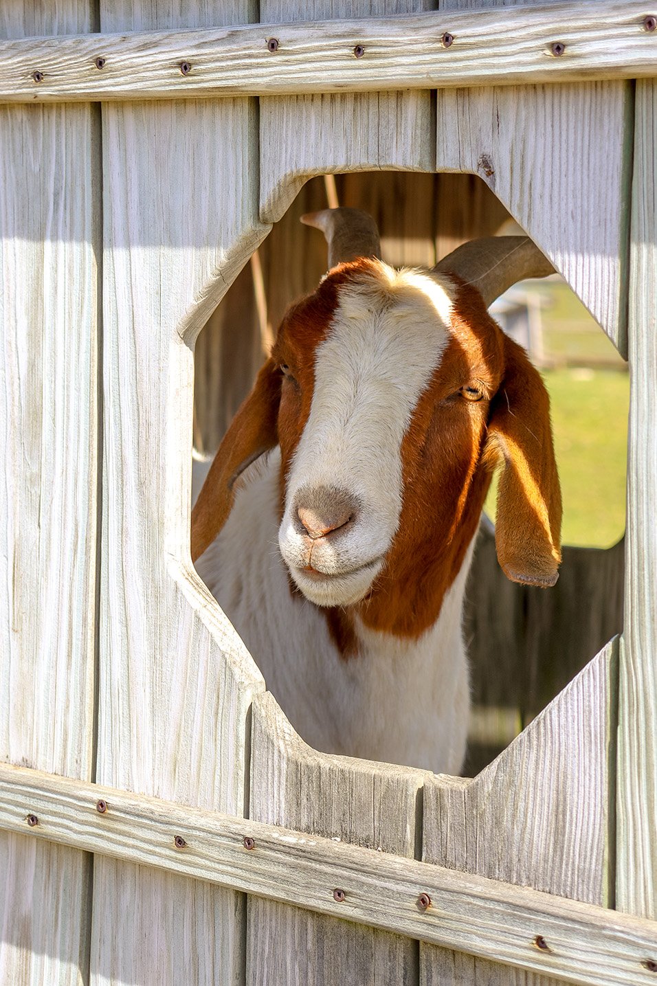 goat-frame-lowres.jpg
