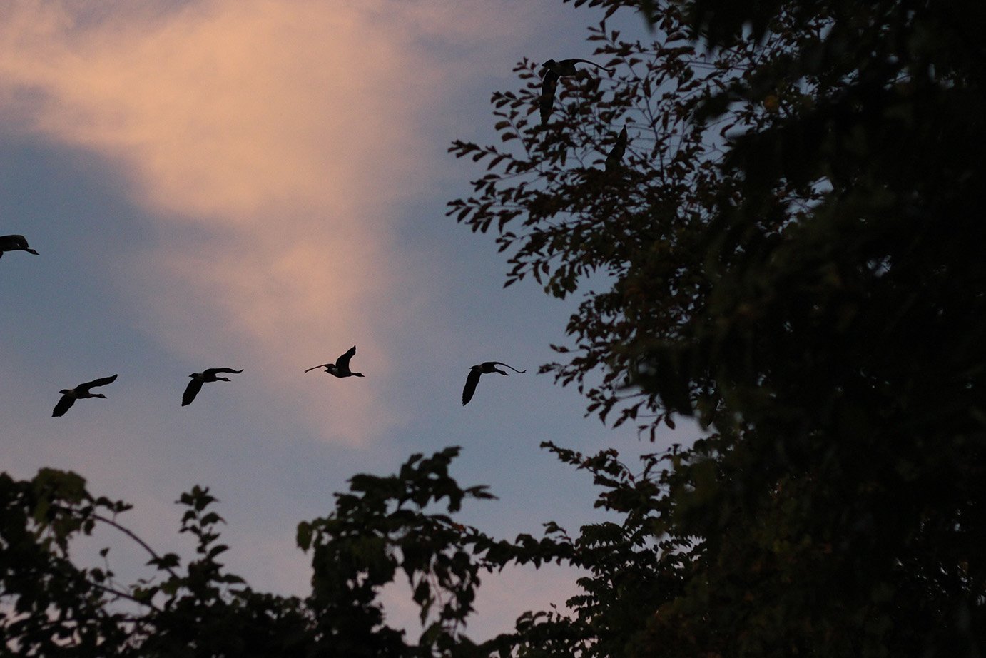 flying-geese-lowres.jpg