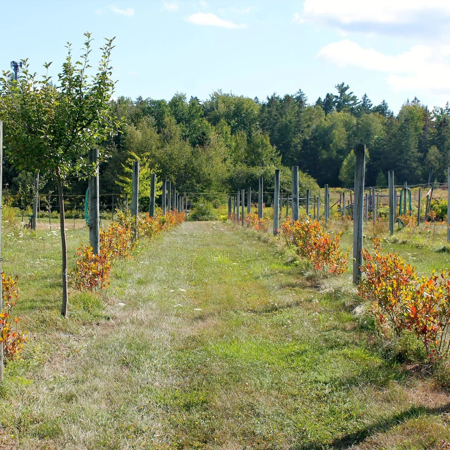 Summer begins to bleed into Fall. After a heavy period of drought our blueberry bushes are already showing color as they begin their yearly transition to dormancy.

#barharborwinery #barharbor #maine #mainewinetrail #mainewine #arboriculture #endofsu