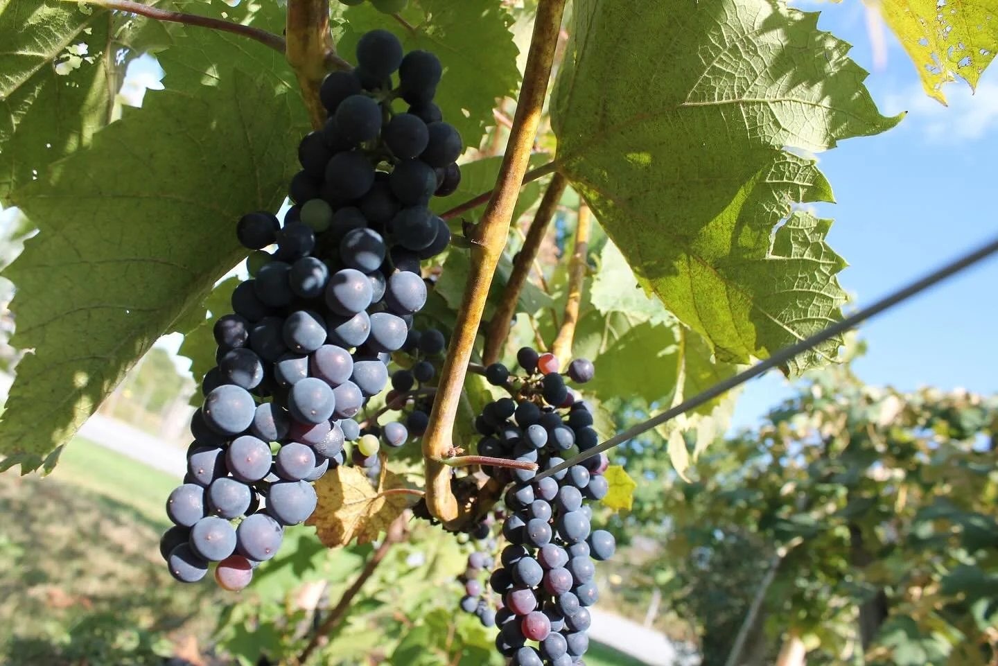 For most of the country harvest has already begun. Where are we? Just above 18 brix, still a to acidic to use for wine. Pop them in your mouth though and they are delicious! Just watch out for the seeds..
.
.
.
.
.
.
.
.
.
#barharborwinery #barharbor