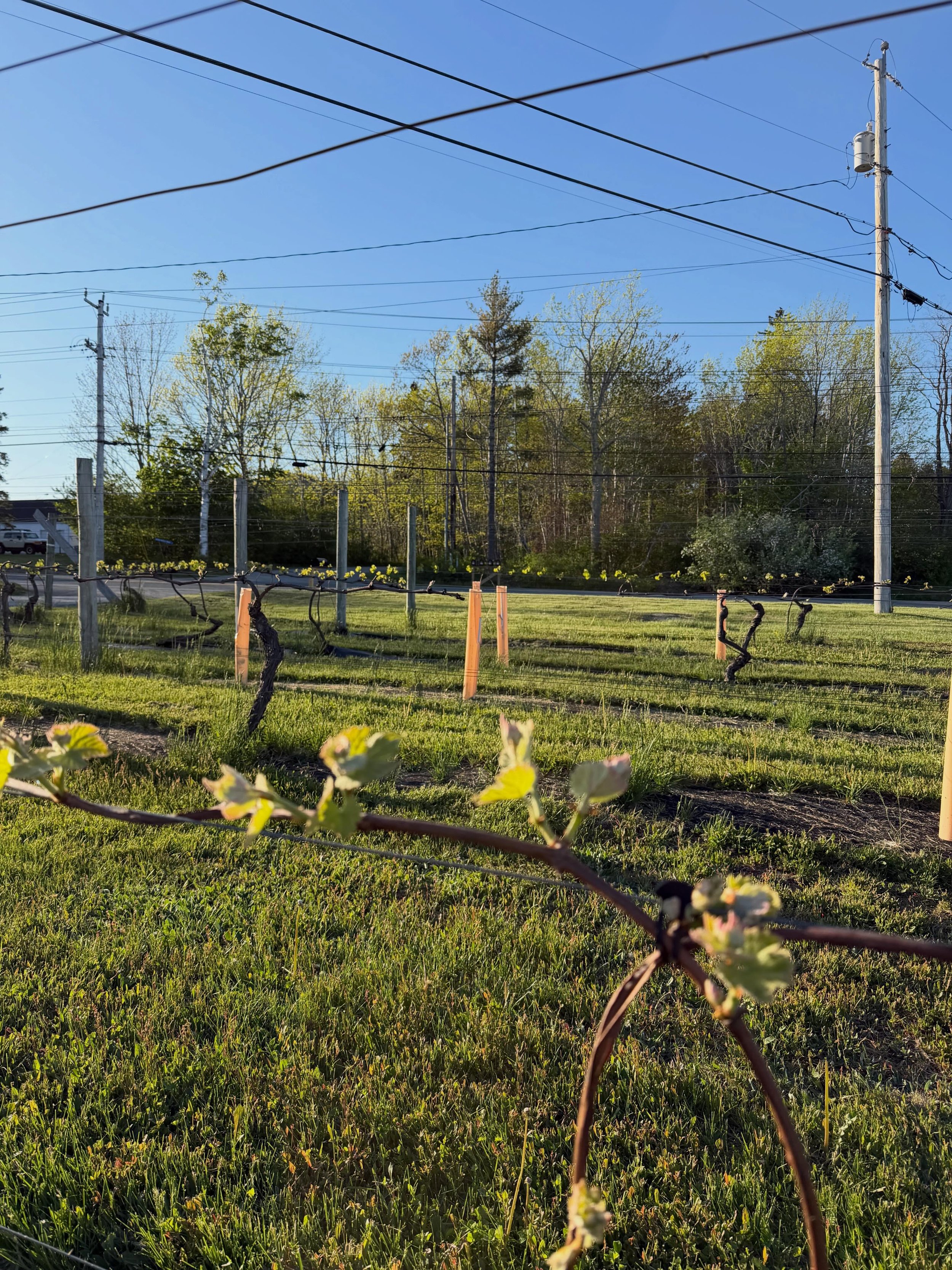 After a longggggg winter, it&rsquo;s feels so great to see some greenery. Our vines over wintered well and luckily it&rsquo;s been so cold up here, we suffered no late season frost damage. Who knows maybe we will get a few bottles out of our vineyard