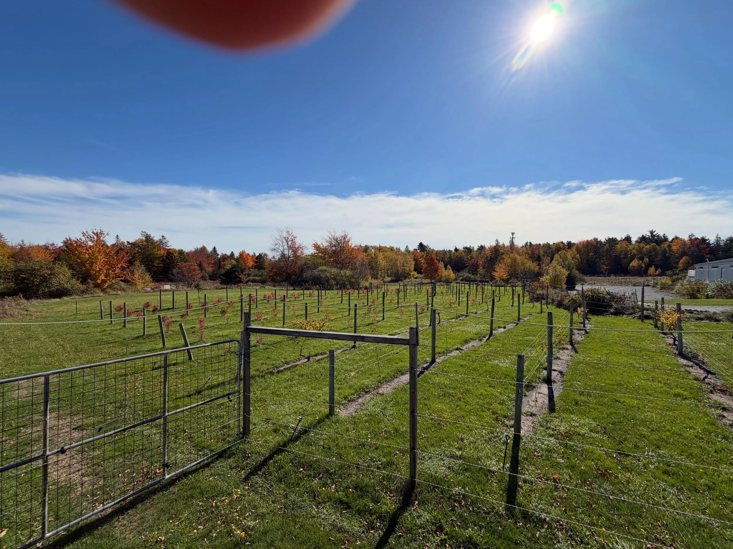 Another gorgeous day!! Be sure to pop in for our last week of the season. Open today-Saturday, 12-6pm.

#barharborwinery #acadianationalpark #barharbor #winery #fallvibes