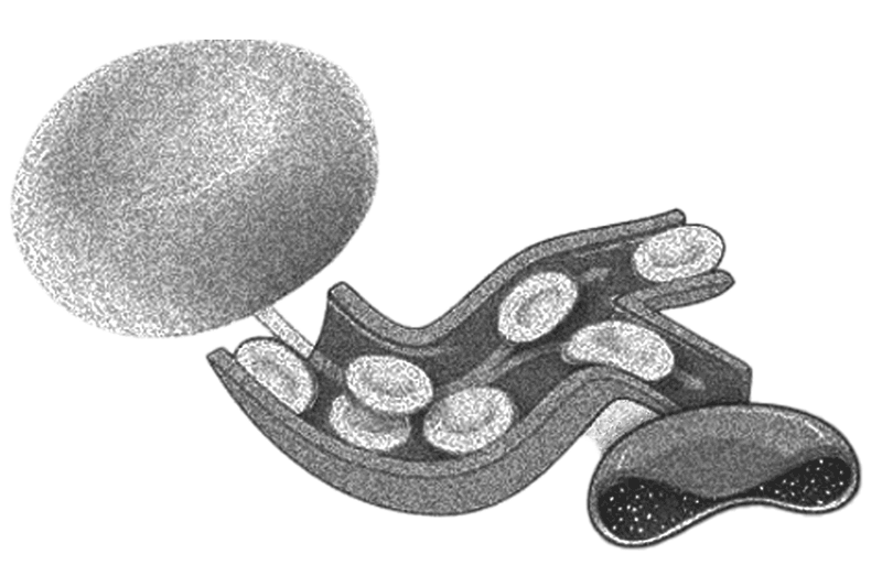 Normal blood cell medical illustration.