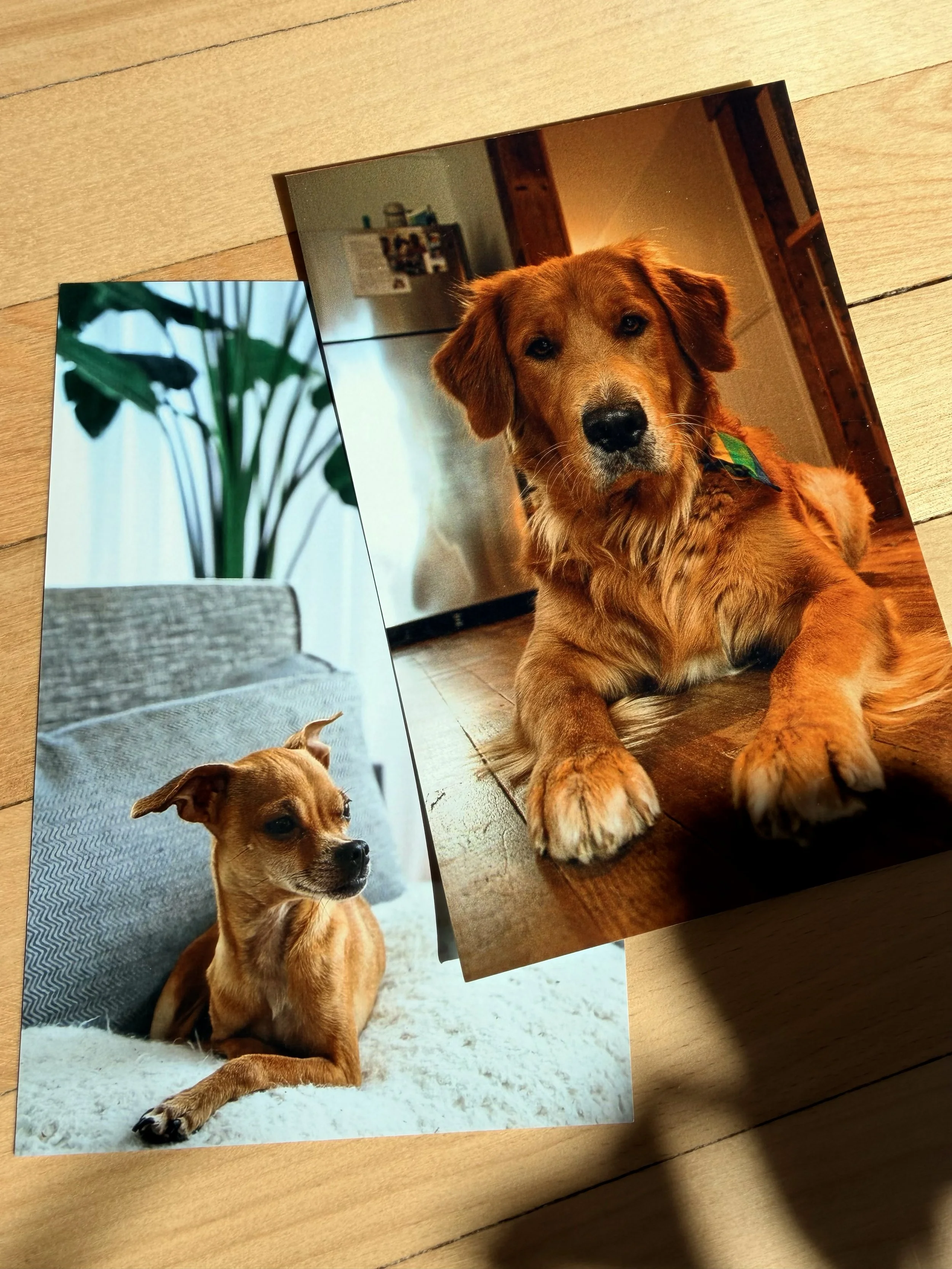 Lumica printed photos disposable camera film retro analog app simulation instant 35mm grainy lo-fi nostalgia 90s Y2K. Photo shows the dog sitting on a soft white surface, looking to the side. Looking directly at the camera with a curious expression.