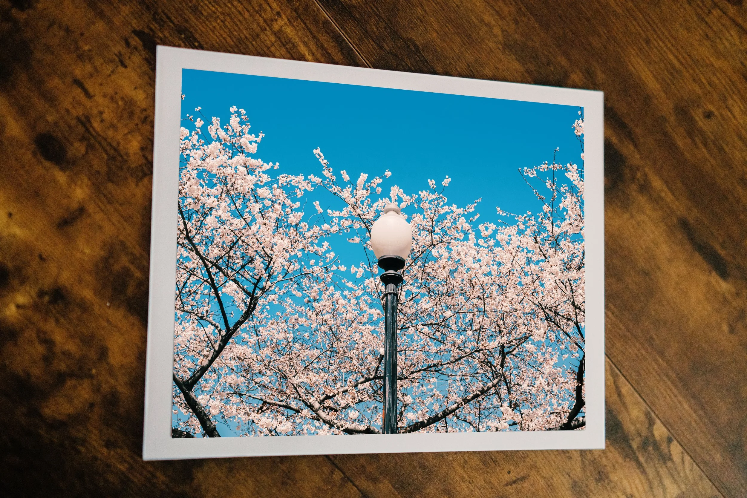 Lantern in Blossom – 8x10 Mounted Print