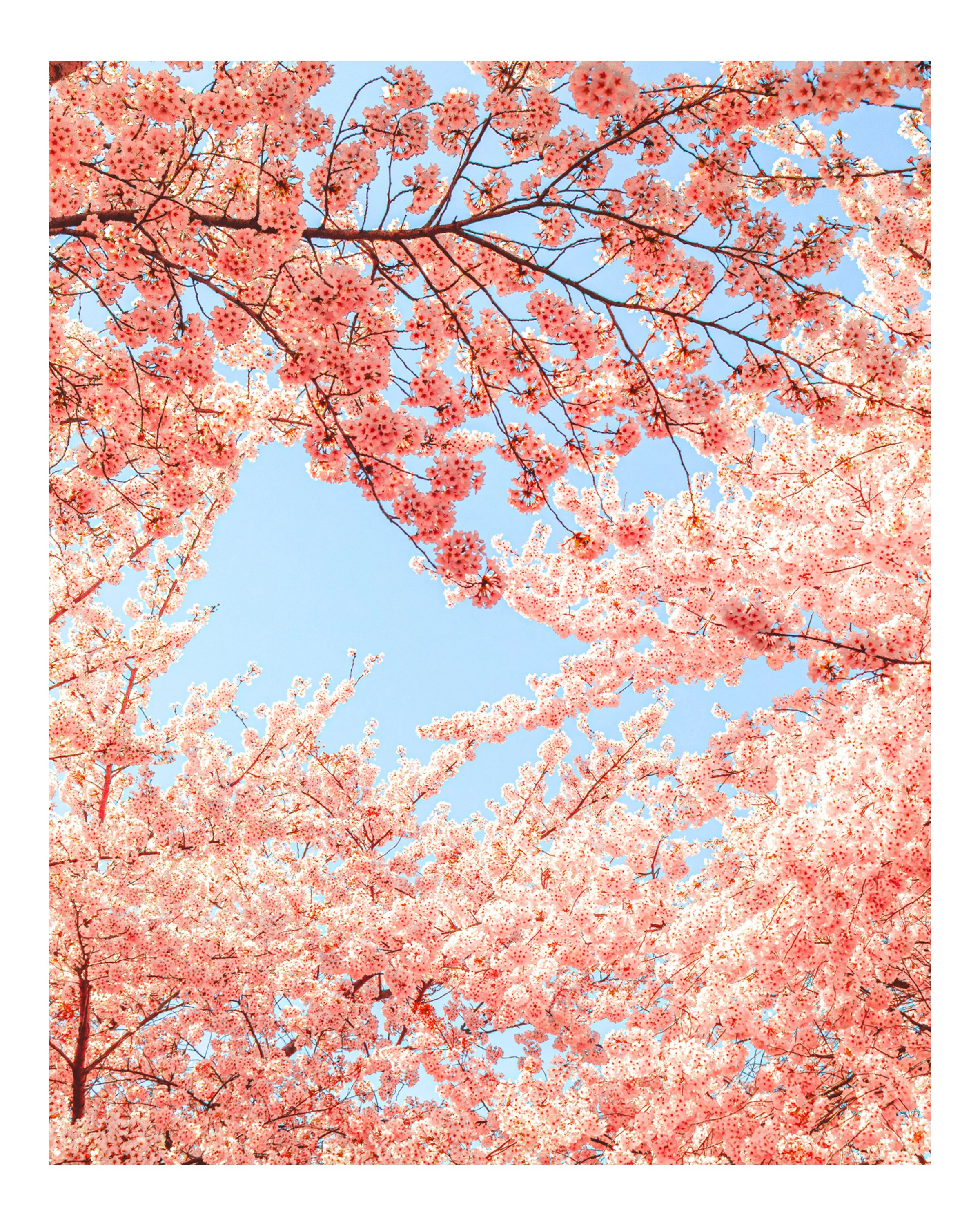 Cherry Blossoms_8x10.jpg