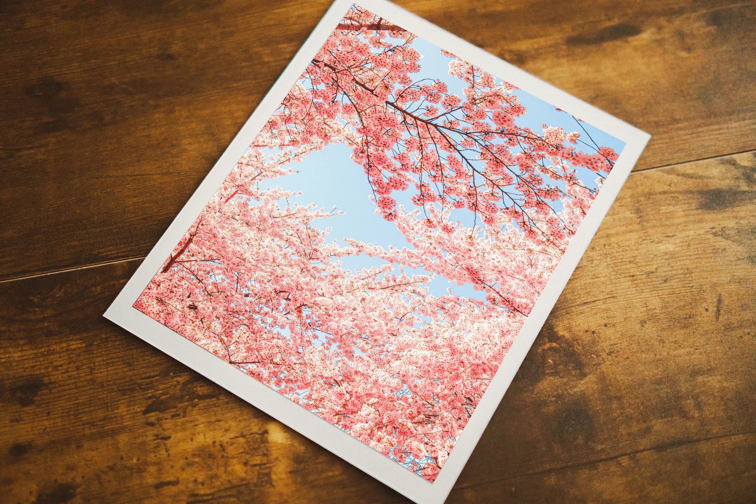 Spring in Bloom – 8x10 Mounted Print