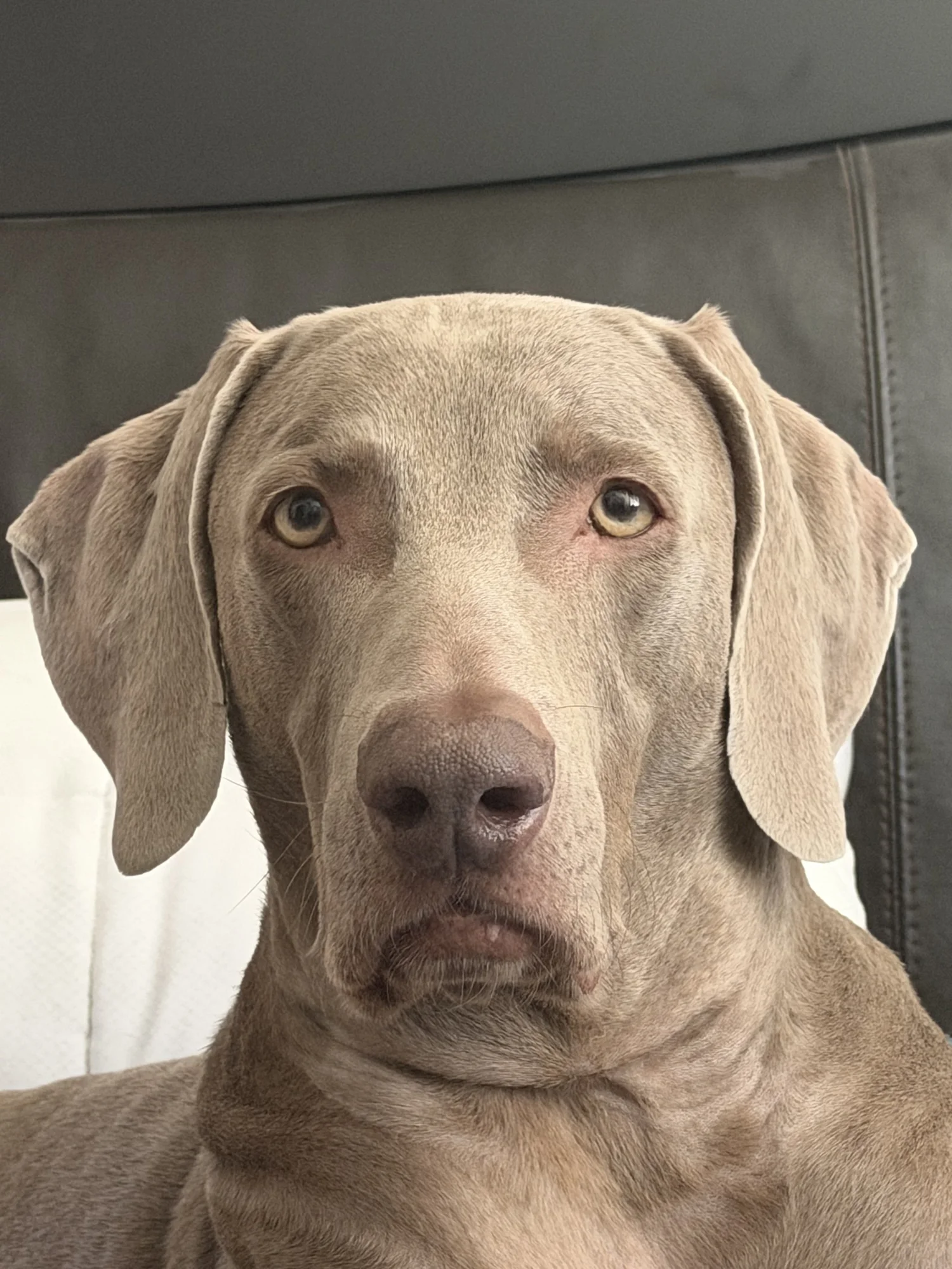 Rolo the Weimaraner