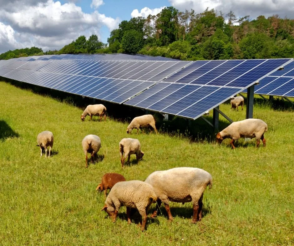 Agrivoltaics and Renewable Energy
