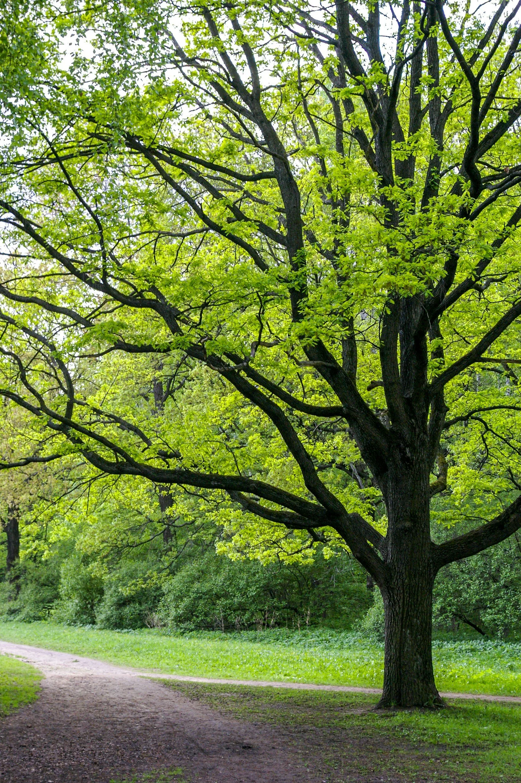 A large tree with bright green leaves and a dark trunk, standing next to a dirt path in a park or forest.