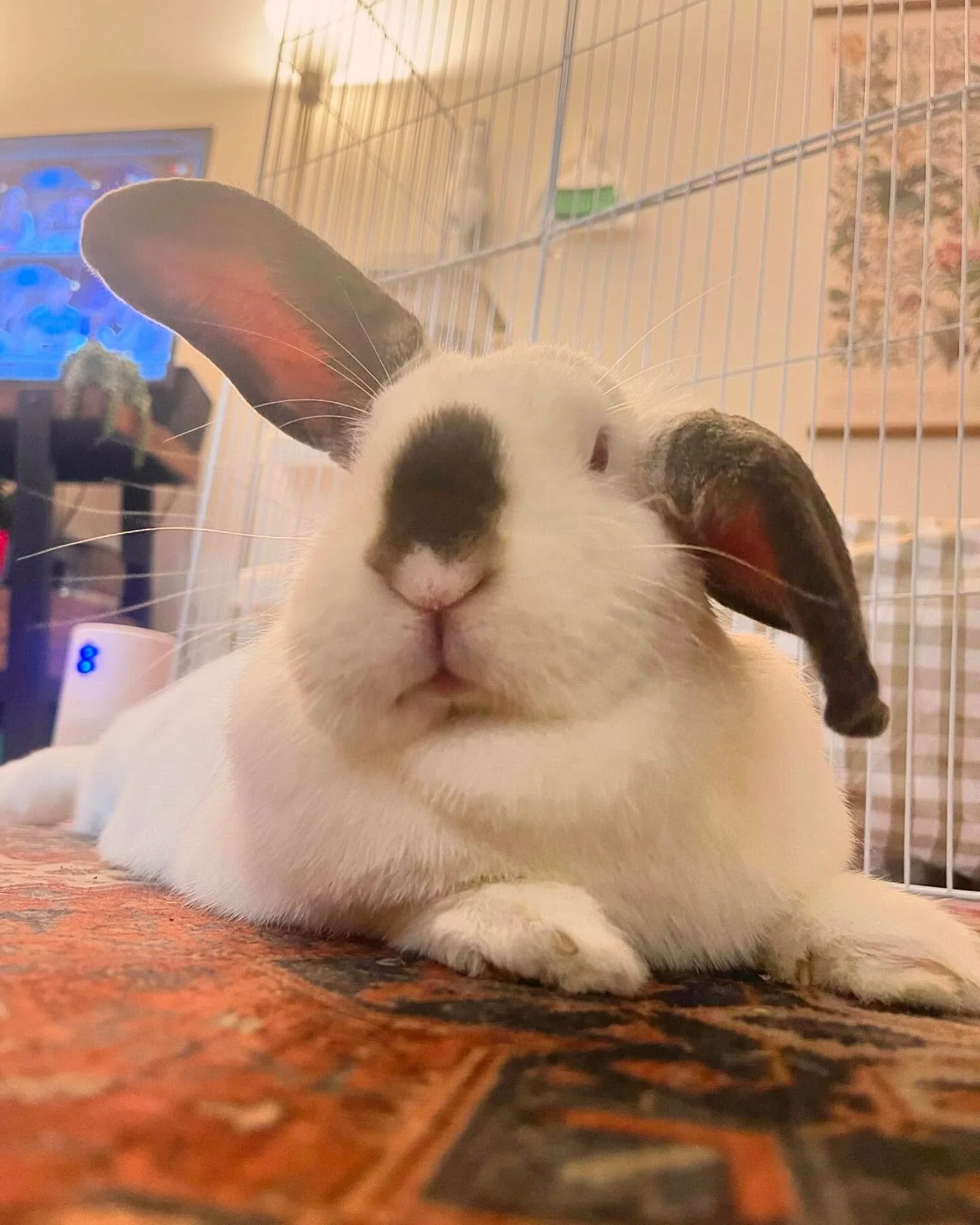 We have a very happy girl 🐰Sugar's favorite things:

1. Sleeping under the couch
2. Licking eveything in sight
3. Head and ear pets
4. The sound of crinkling plastic, she thinks its always treats!
5. Zooming around like a maniac at night 

We love h