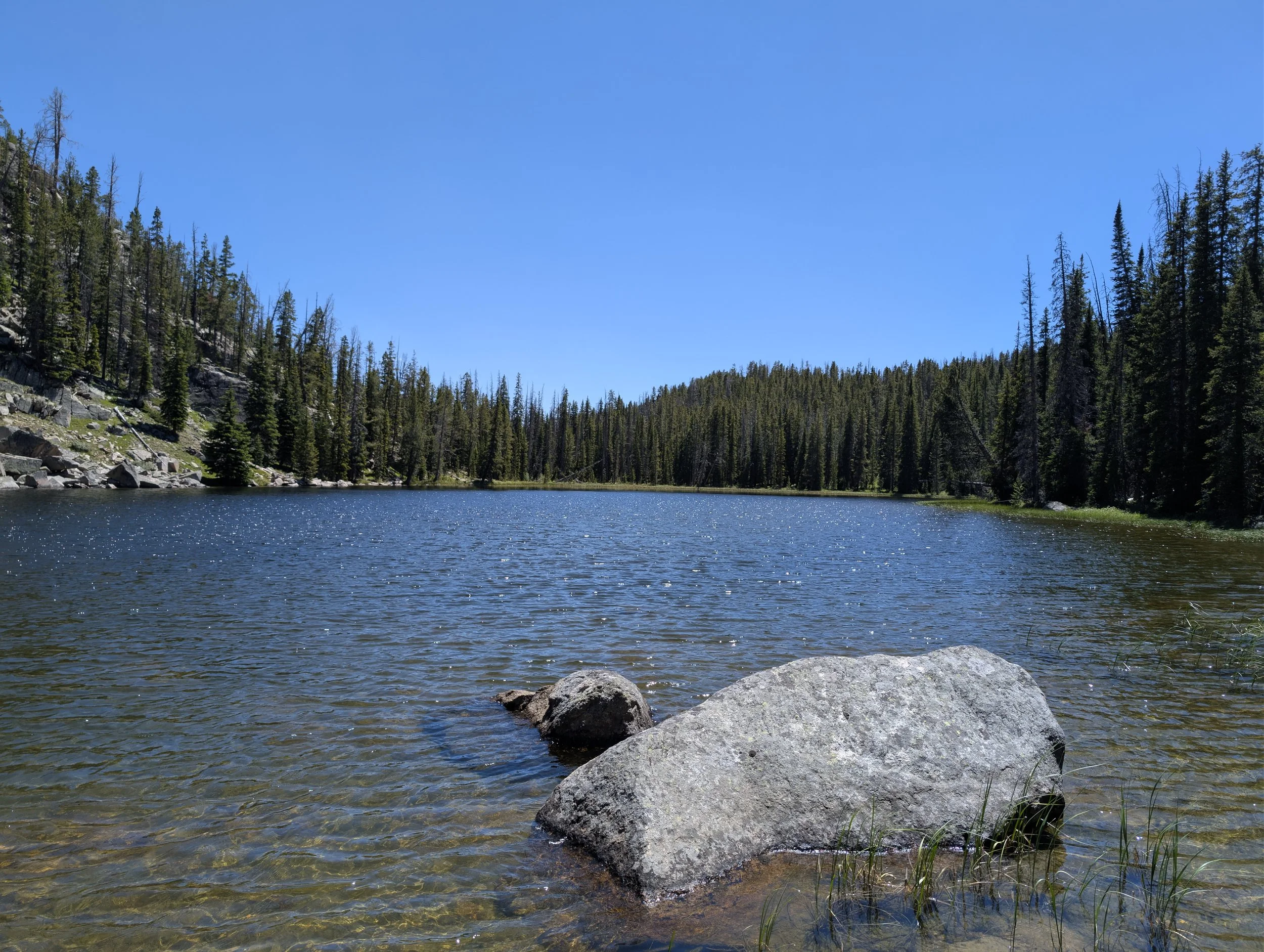 A calm mountain lake with rocks in the foreground and a forest of evergreen trees, with a clear blue sky above.
