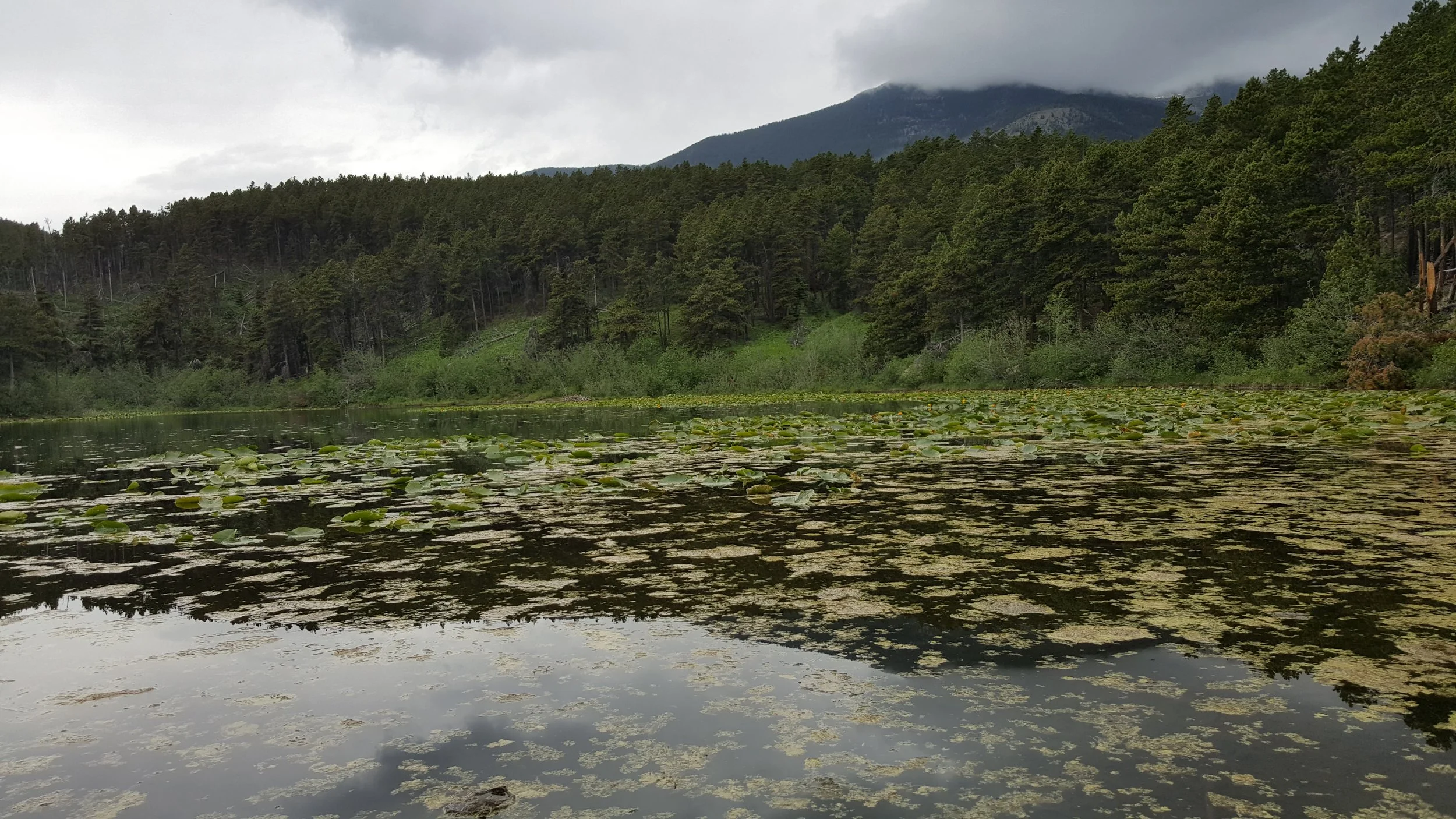 Lilly Pad Lake