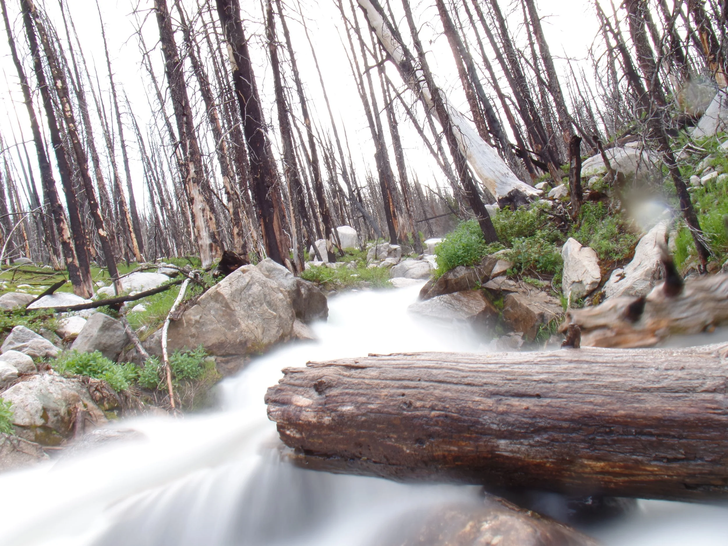 Mountain stream flowing through a forest with burned trees and rocks, surrounded by lush green vegetation.