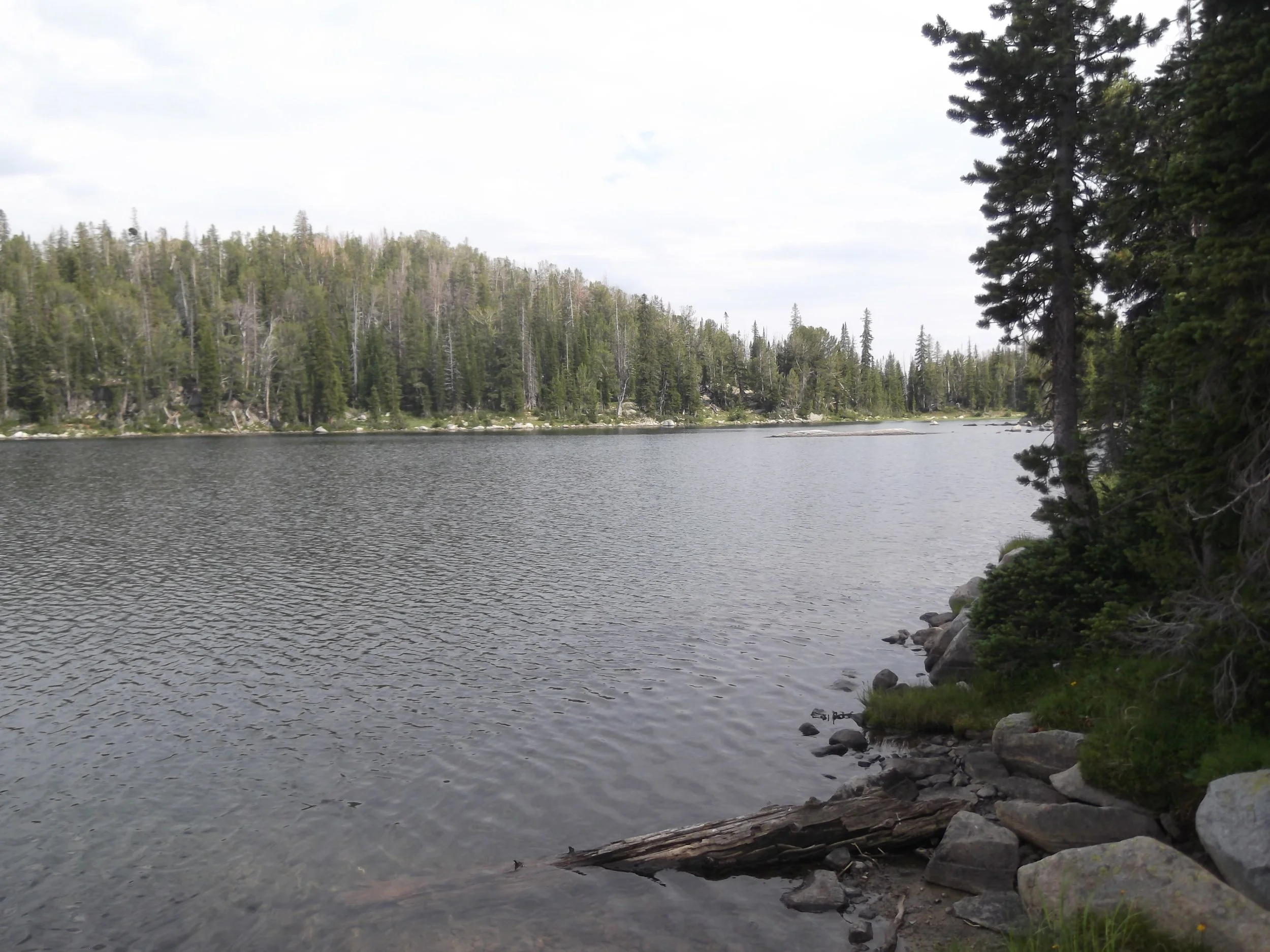 Tranquil lake surrounded by dense forest and rocky shoreline