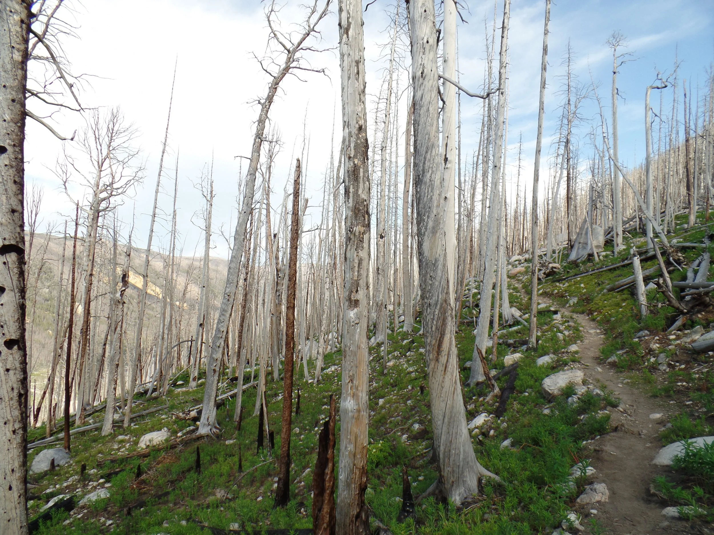 Forest with dead trees and visible path