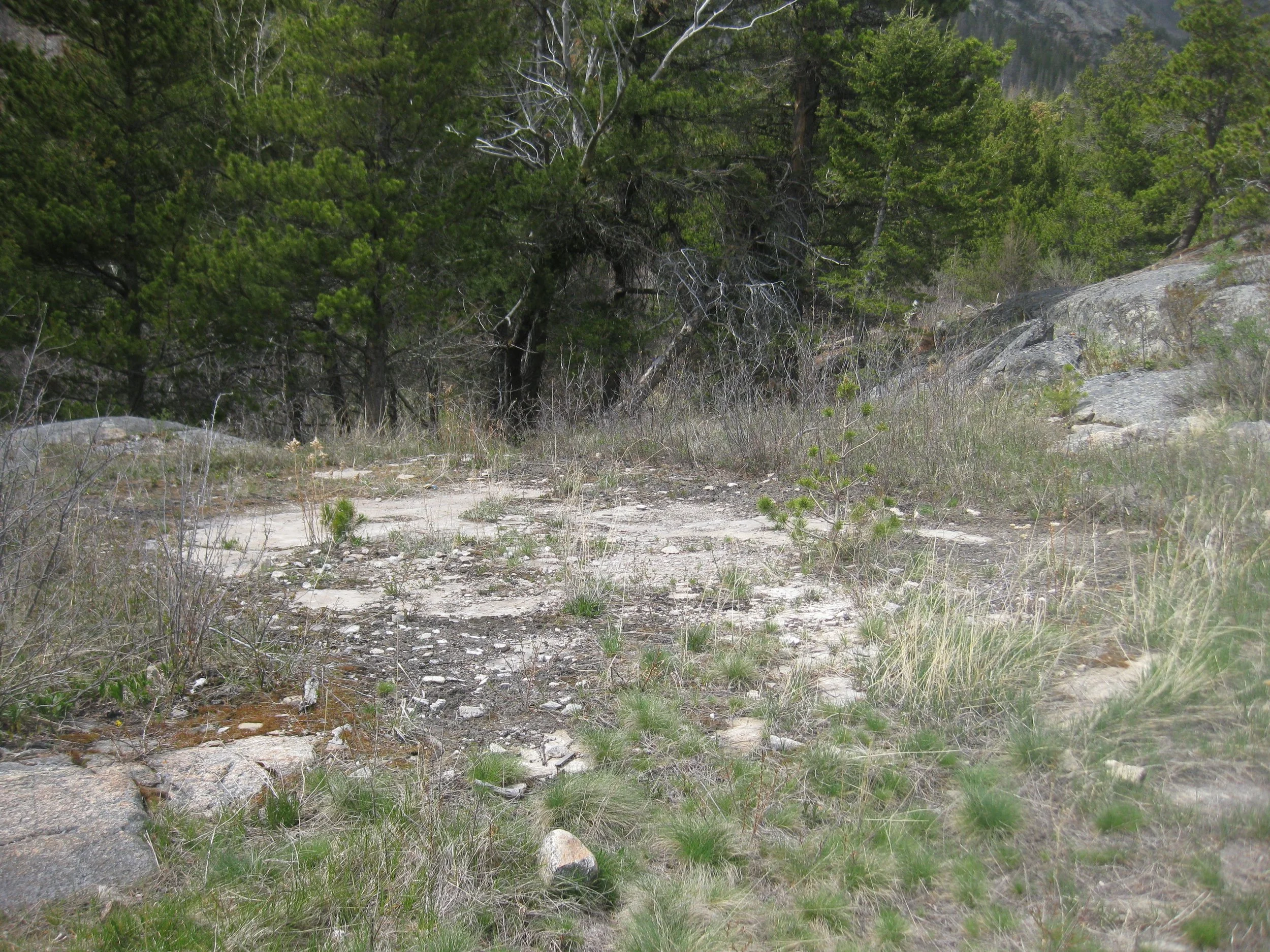 Rocky clearing in a forest with sparse grass and small plants, surrounded by evergreen trees.