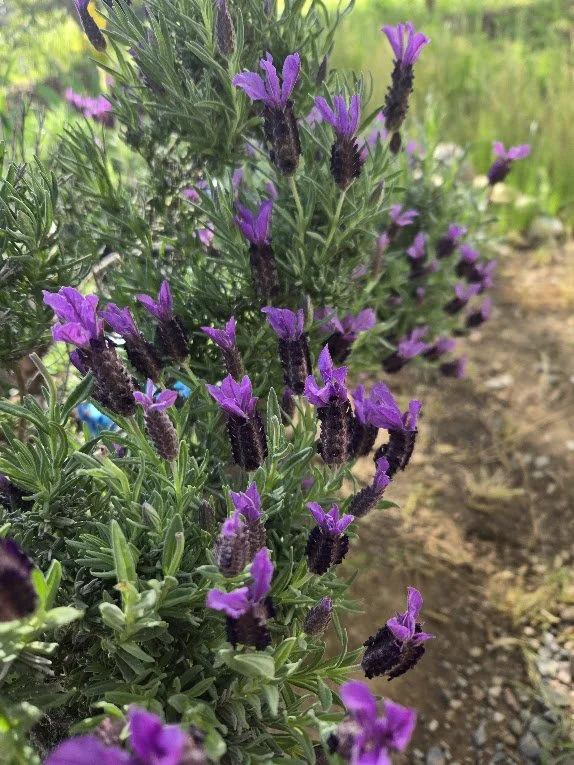 Lavender from the garden