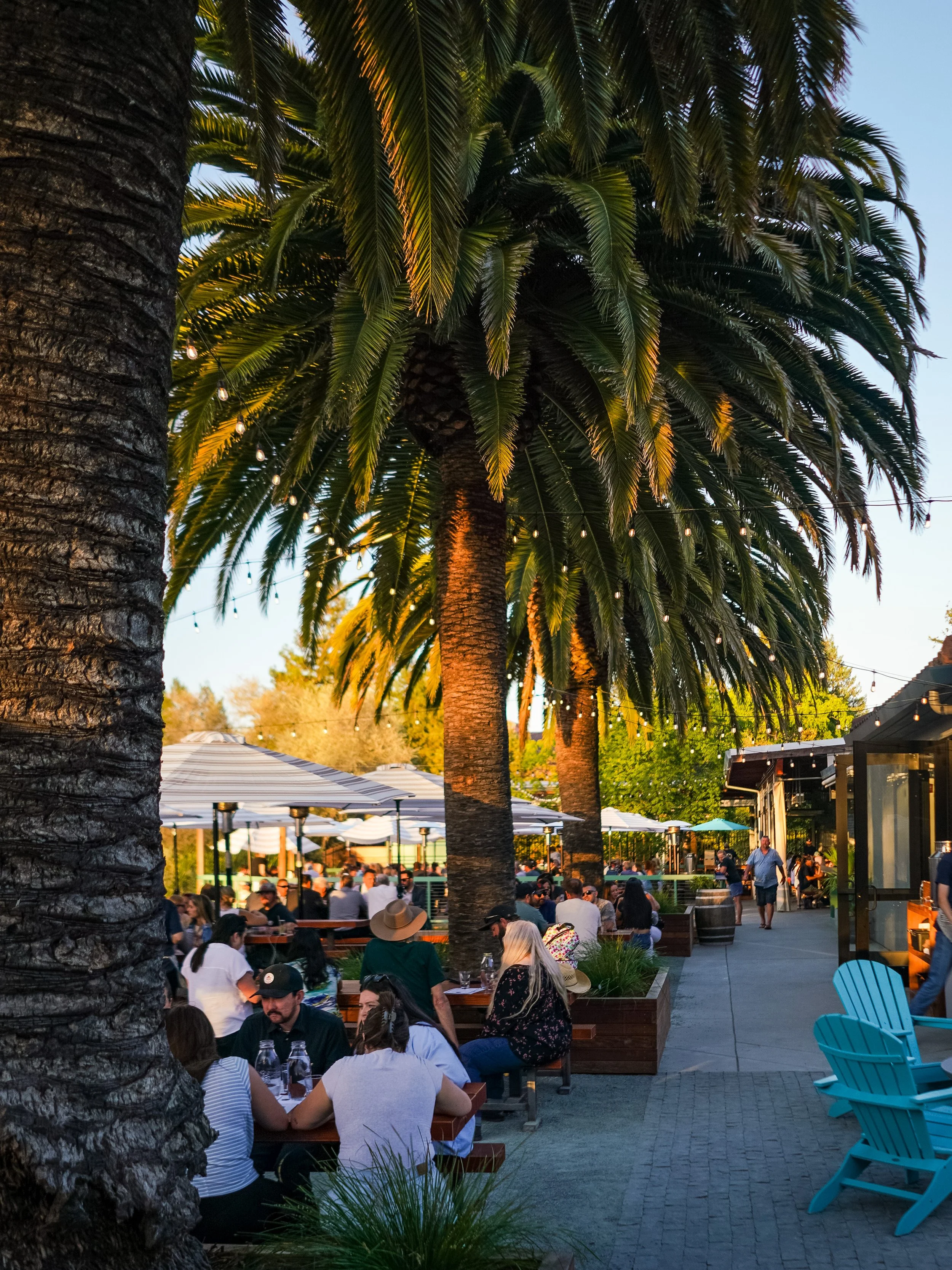 Outdoor dining area at a restaurant with palm trees and string lights, filled with people enjoying their meals in the evening.