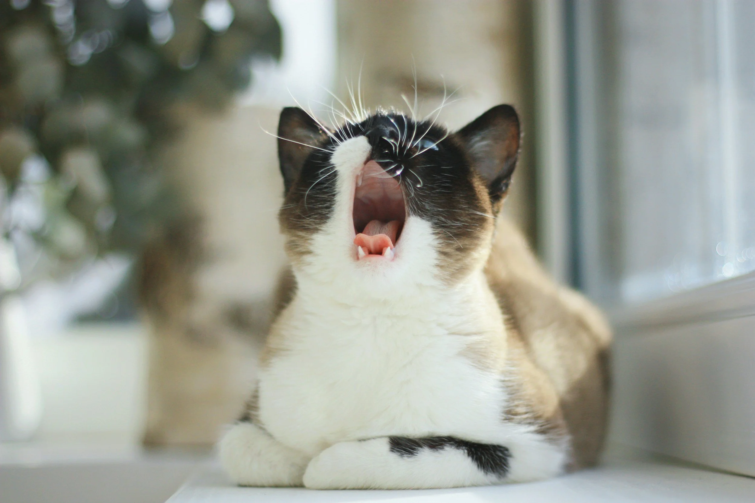 A cat lying on a windowsill with its mouth wide open, yawning.