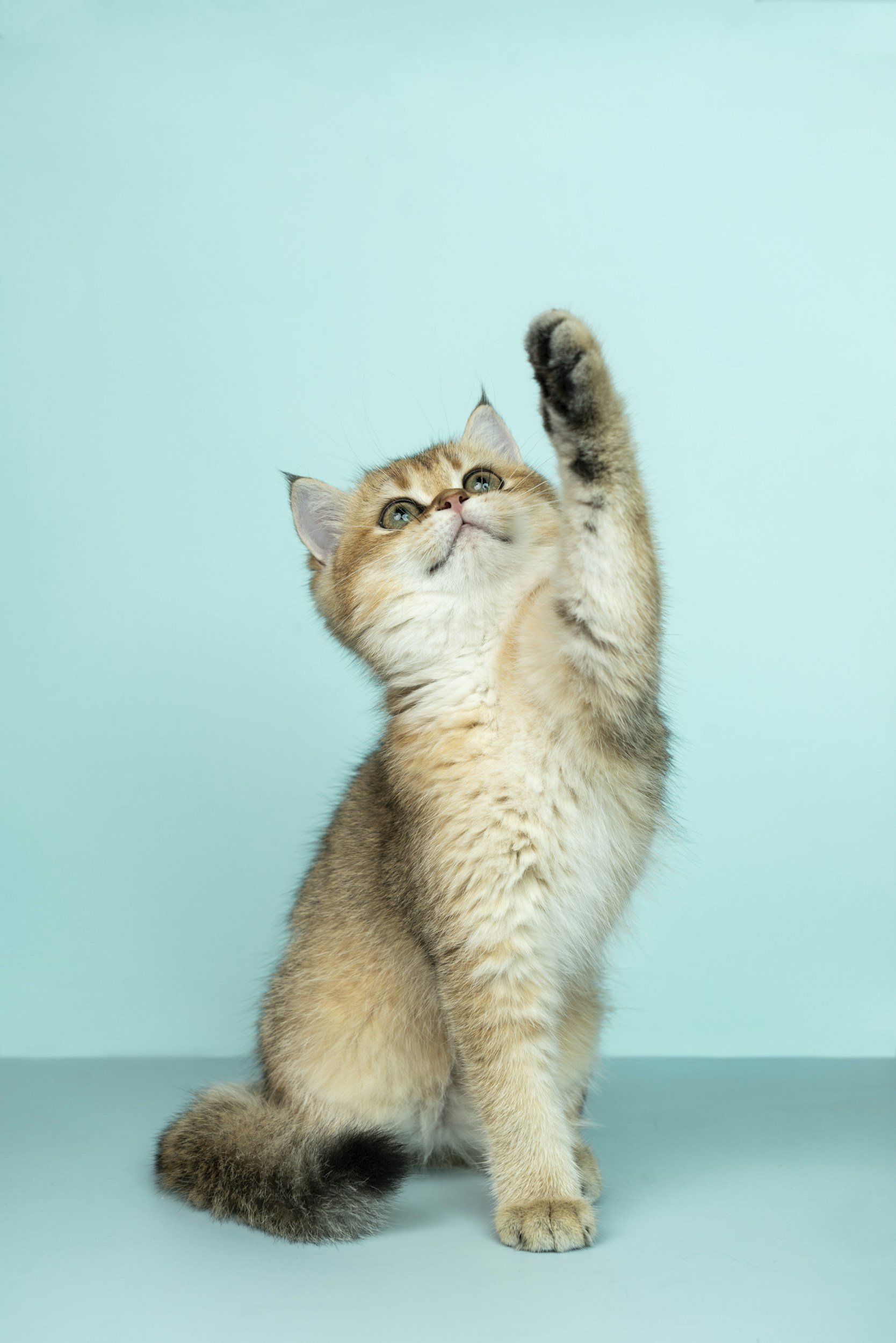 A cute fluffy kitten with orange, white, and gray fur, sitting against a light teal background, with one paw raised.