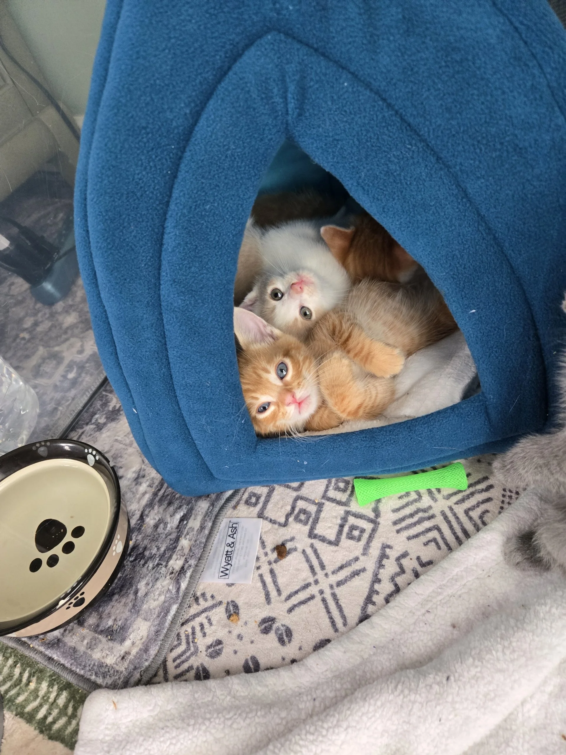 Three kittens inside a blue pet tent, with one gray and white, one orange, and one white and orange, lying on a blanket.