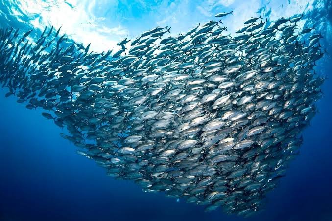 Large school of baitfish underwater