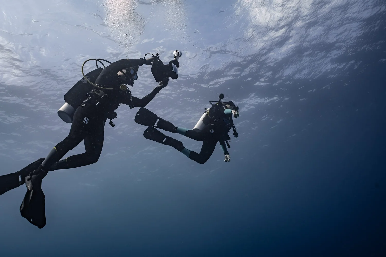 Shark Search field research