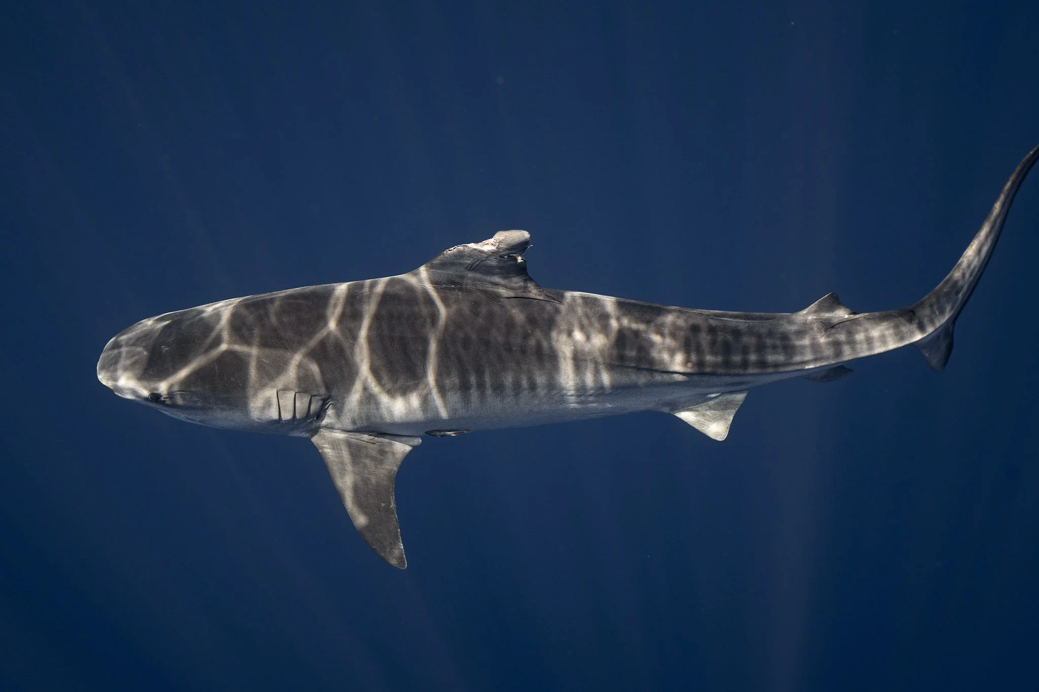 A shark swimming in the ocean with sunlight reflecting off its body.