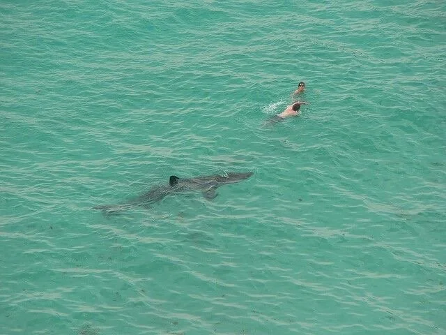 Shark research and public policy