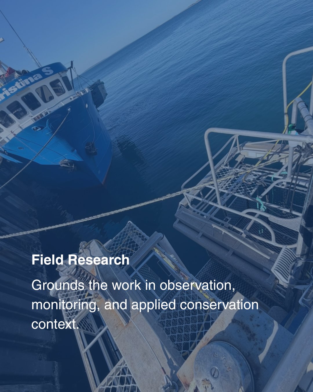 Shark Search field research