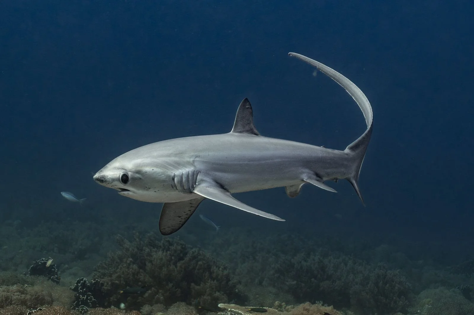 A silver hammerhead shark swimming in the ocean.