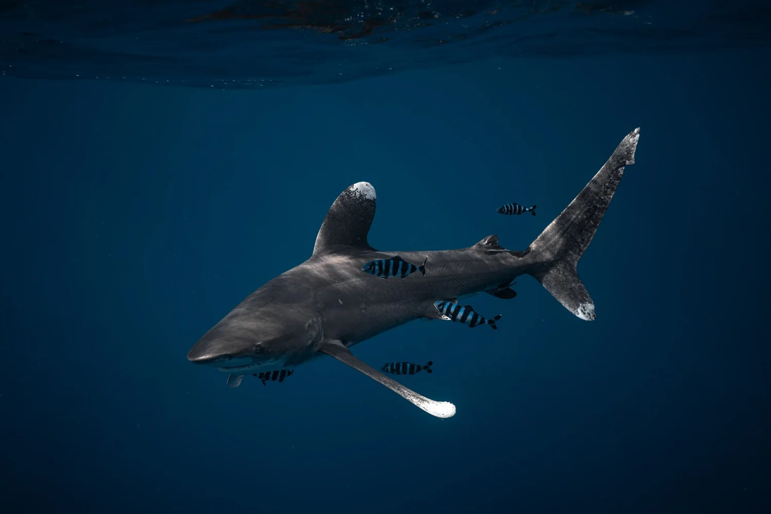 Shark Search shark research imagery
