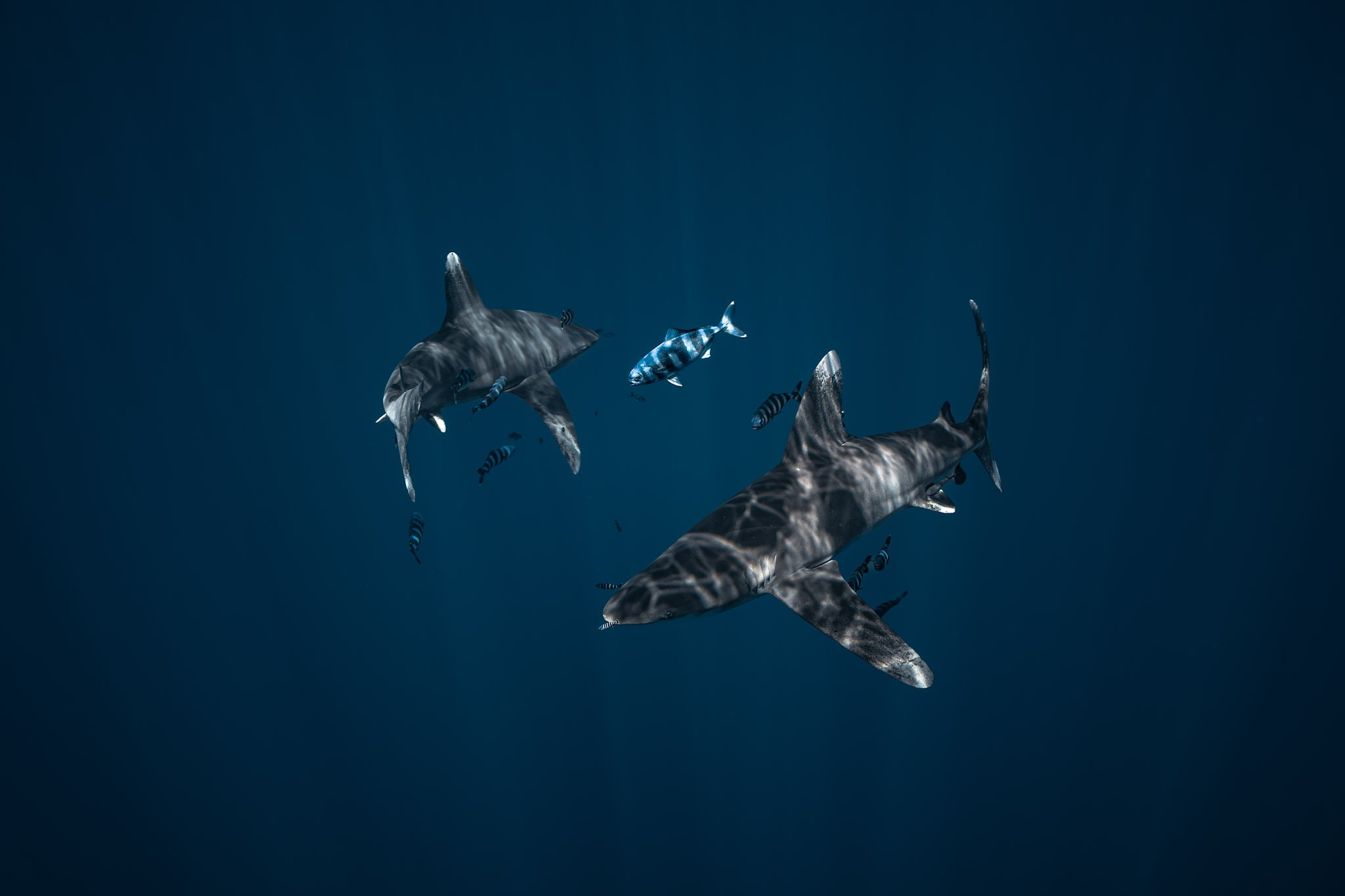 Two sharks swimming in deep blue ocean waters with smaller fish around them.