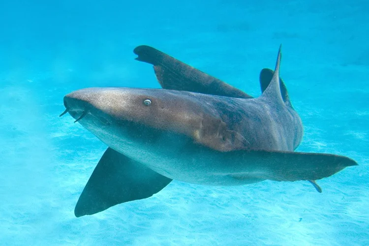 Nurse shark