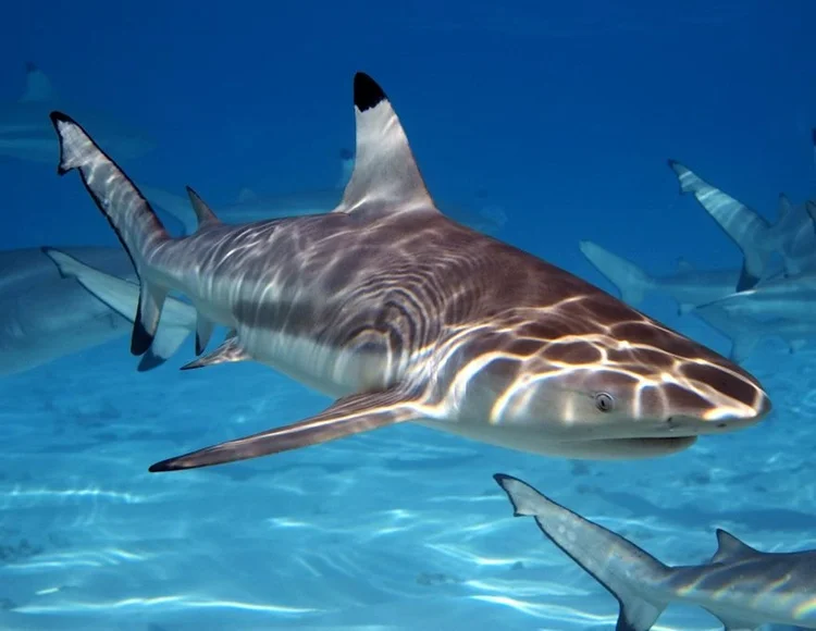 Blacktip reef shark