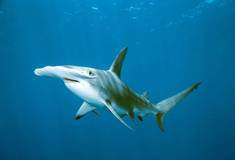 Hammerhead shark