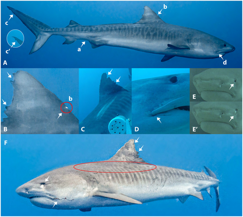 Scientific shark identification figure