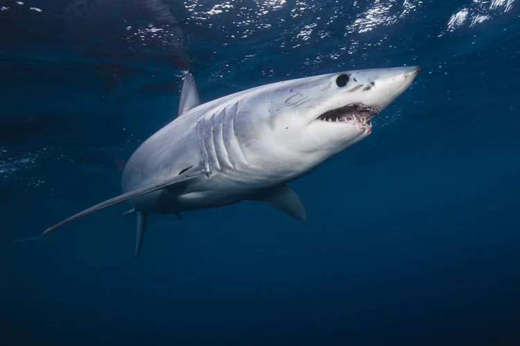 Mako shark